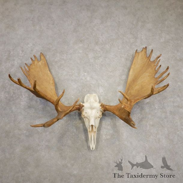 Alaskan Yukon Moose Skull European Mount For Sale #20454 @ The Taxidermy Store