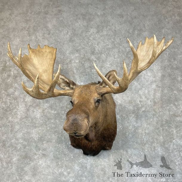 Alaskan Yukon Moose Taxidermy Shoulder Mount For Sale #25411 @ The Taxidermy Store