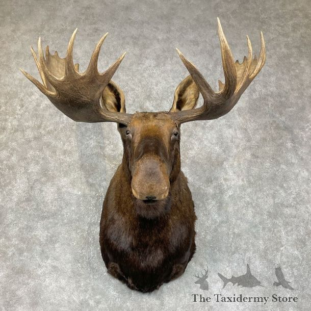 Alaskan Yukon Moose Taxidermy Shoulder Mount For Sale #25412 @ The Taxidermy Store