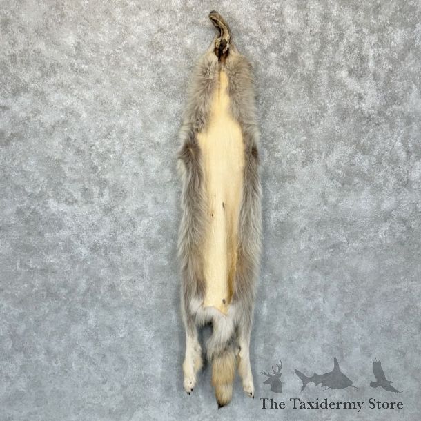 Alaskan Yukon Wolf Tanned Hide For Sale #22882 @ The Taxidermy Store