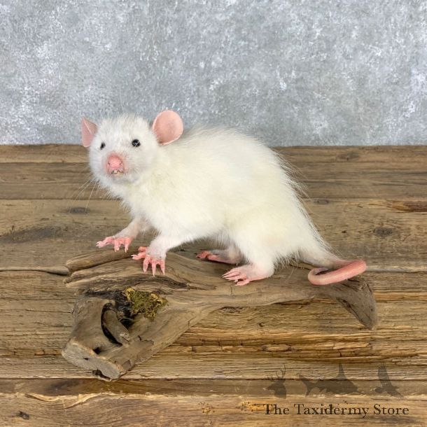 Albino Opossum Life-Size Taxidermy Mount For Sale #22308 @ The Taxidermy Store