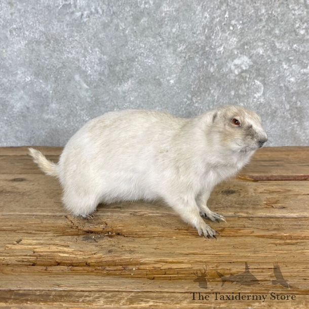 Albino Prairie Dog Life-Size Mount For Sale #27117 @ The Taxidermy Store