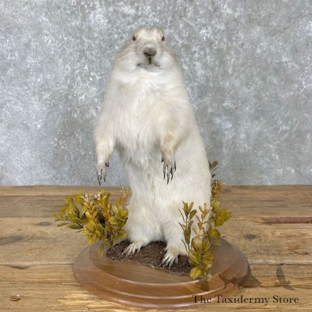 Albino Prairie Dog Life-Size Mount For Sale #27180 @ The Taxidermy Store