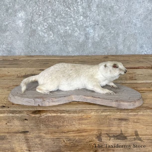 Albino Prairie Dog Life-Size Mount For Sale #27762 @ The Taxidermy Store