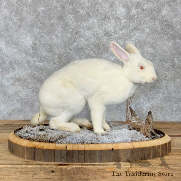 Eastern Cottontail Rabbit Life-size Mount For Sale #28623 @ The Taxidermy Store