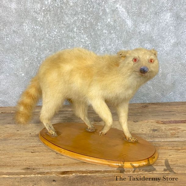 Albino Raccoon Life-Size Mount For Sale #23917 @ The Taxidermy Store