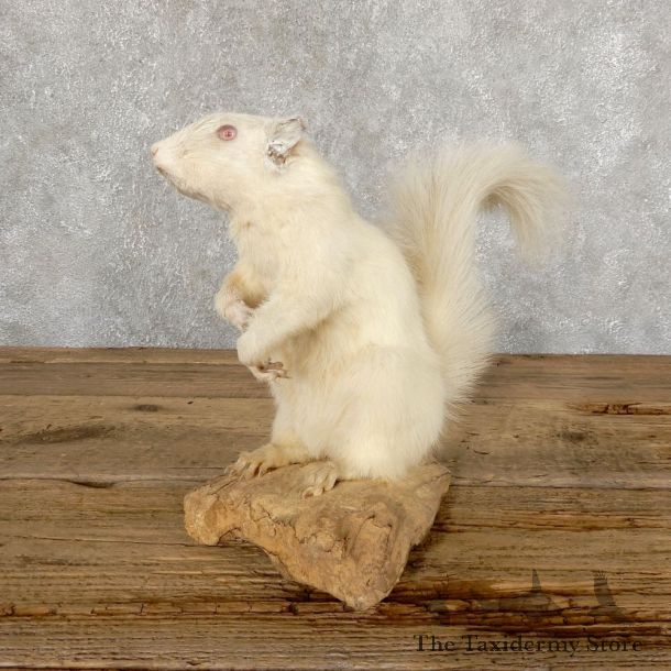 Albino Squirrel Life-Size Mount For Sale #18896 @ The Taxidermy Store
