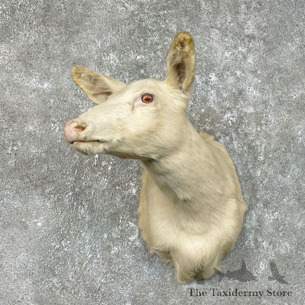 Albino Whitetail Deer Doe Shoulder Mount For Sale #25473 @ The Taxidermy Store