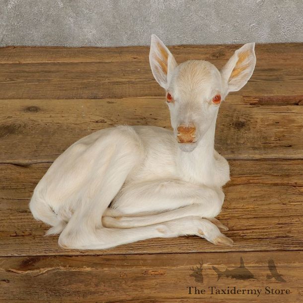 Albino Whitetail Deer Fawn Life-Size Mount For Sale #20686 - The Taxidermy Store