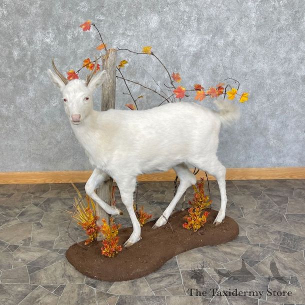 Albino Whitetail Deer Life-Size Mount For Sale #25441 - The Taxidermy Store