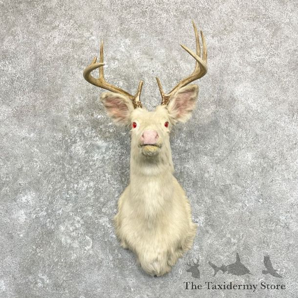 Albino Whitetail Deer Shoulder Mount For Sale #27839 @ The Taxidermy Store