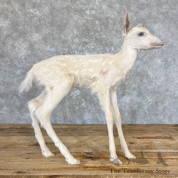 Albino Whitetail Fawn Life-Size Taxidermy For Sale #26616 - The Taxidermy Store