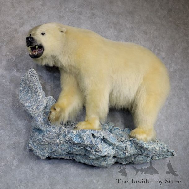 Polar Bear Life-Size Taxidermy Mount #23477 For Sale @ The Taxidermy Store