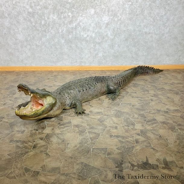 Alligator Life-Size Mount For Sale #22385 @ The Taxidermy Store