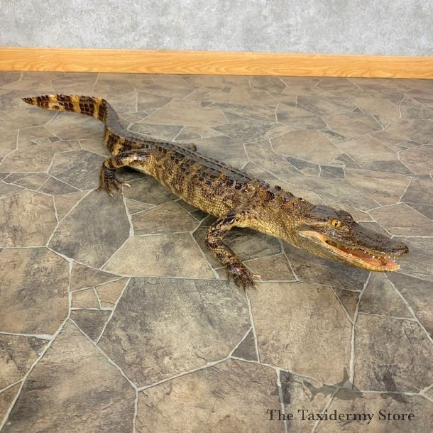 Alligator Life-Size Mount For Sale #23412 @ The Taxidermy Store