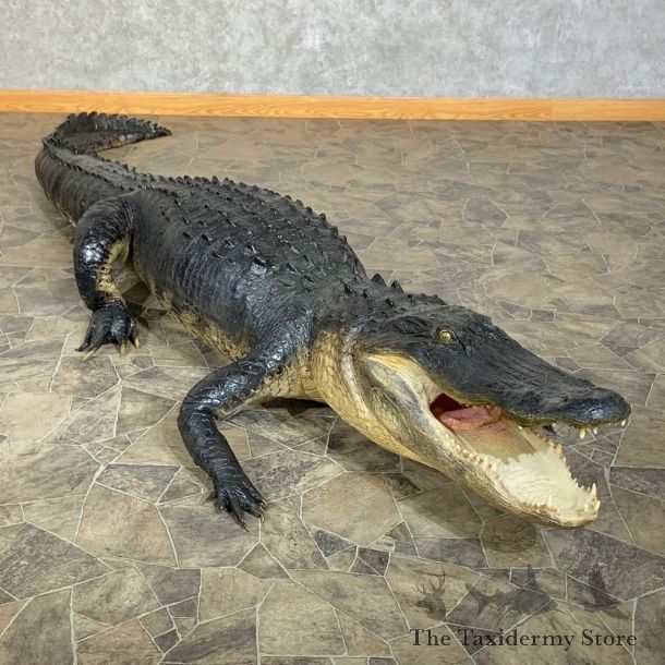 Alligator Life-Size Mount For Sale #23438 @ The Taxidermy Store