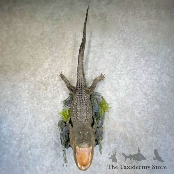 Alligator Life-Size Mount For Sale #27544 @ The Taxidermy Store