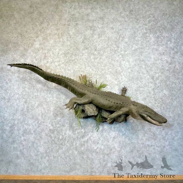 Alligator Life-Size Mount For Sale #27569 @ The Taxidermy Store