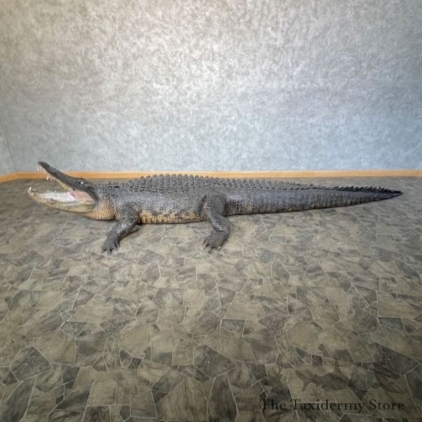 Alligator Life-Size Mount For Sale #28315 @ The Taxidermy Store