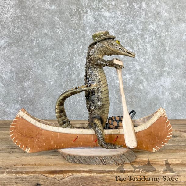 Alligator Life-Size Novelty Mount For Sale #26679 @ The Taxidermy Store