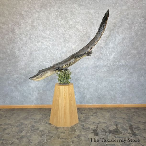 Alligator Life-Size Pedestal Mount For Sale #28314 @ The Taxidermy Store