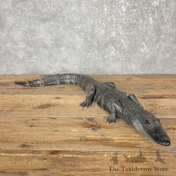 Alligator Replica Mount For Sale #26015 @ The Taxidermy Store