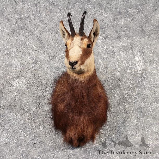 Alpine Chamois Shoulder Mount #11516 - For Sale - The Taxidermy Store