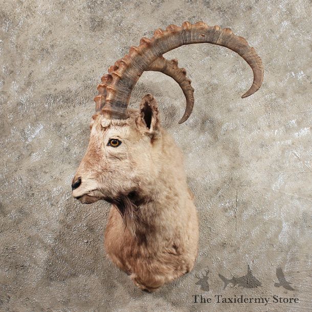 Alpine Ibex Shoulder Mount #11431 - For Sale - The Taxidermy Store