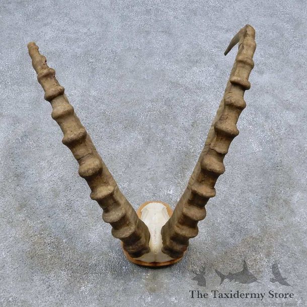 Alpine Ibex Horn Plaque Taxidermy Mount For Sale #14492 @ The Taxidermy Store