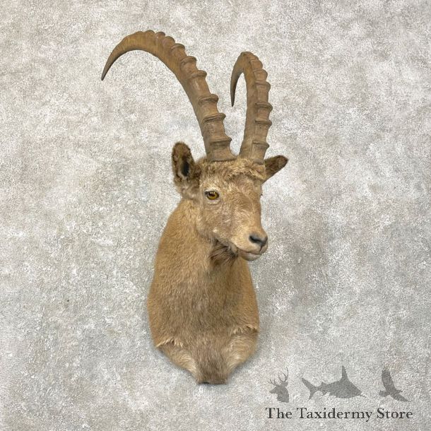Siberian Ibex Taxidermy Shoulder Mount #24759 @ The Taxidermy Store