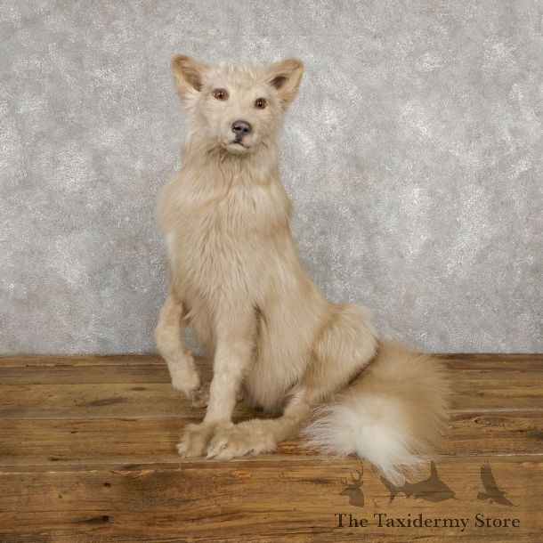 Amber Fox Life-Size Taxidermy Mount For Sale #18786 @ The Taxidermy Store