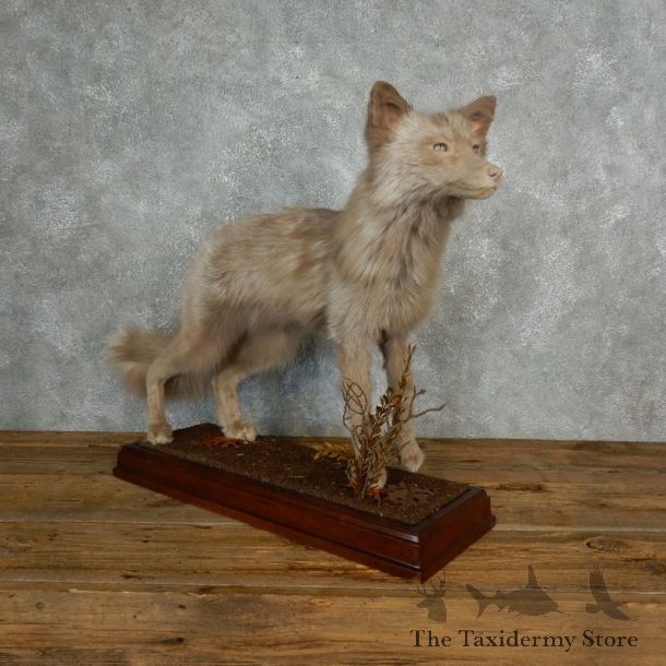 Amber Fox Life-Size Taxidermy Mount For Sale #17827 @ The Taxidermy Store