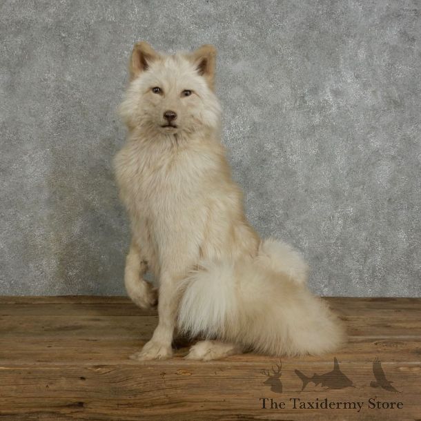 Amber Fox Life-Size Mount For Sale #17036 @ The Taxidermy Store
