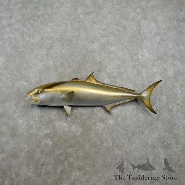 Amberjack Taxidermy Fish Mount #17338 For Sale @ The Taxidermy Store