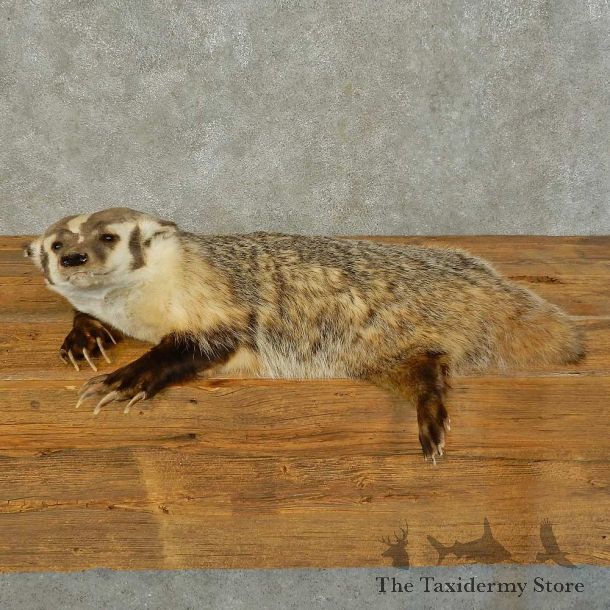 American Badger Life-Size Mount For Sale #16409 @ The Taxidermy Store