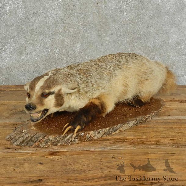 American Badger Life-Size Mount For Sale #16691 @ The Taxidermy Store