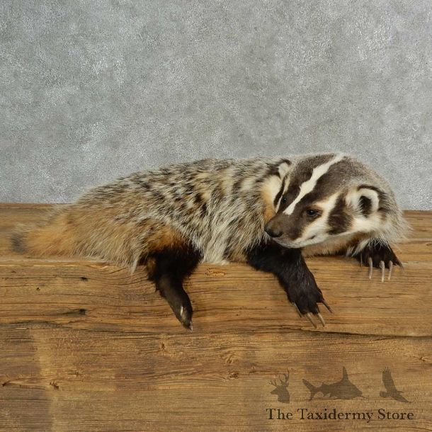 American Badger Life-Size Mount For Sale #16988 @ The Taxidermy Store