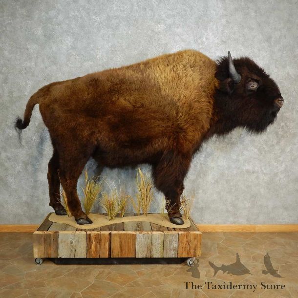 American Bison-Life-Size Mount For Sale #17014 @ The Taxidermy Store