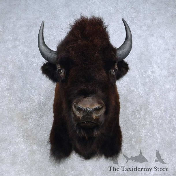 American Buffalo Bison Shoulder Mount For Sale #14599 @ The Taxidermy Store