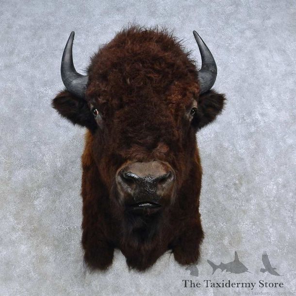 American Buffalo Shoulder Mount For Sale #14600 @ The Taxidermy Store