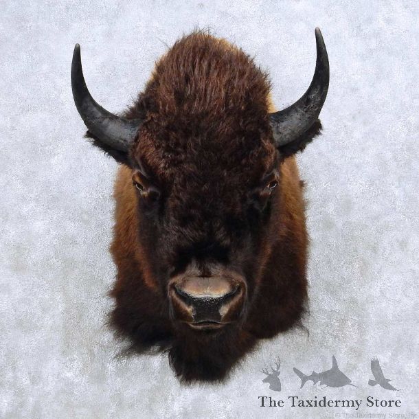 American Buffalo Bison Shoulder Mount For Sale #14136 @ The Taxidermy Store