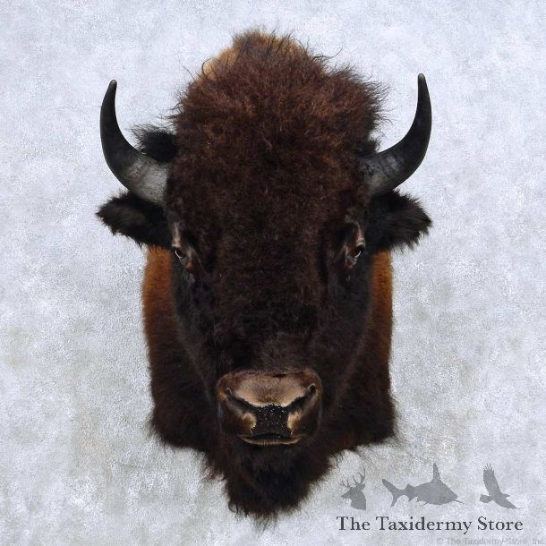 American Buffalo Bison Shoulder Mount For Sale #14137 @ The Taxidermy Store
