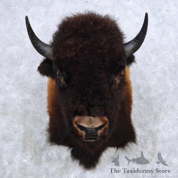 American Buffalo Bison Shoulder Mount For Sale #14138 @ The Taxidermy Store