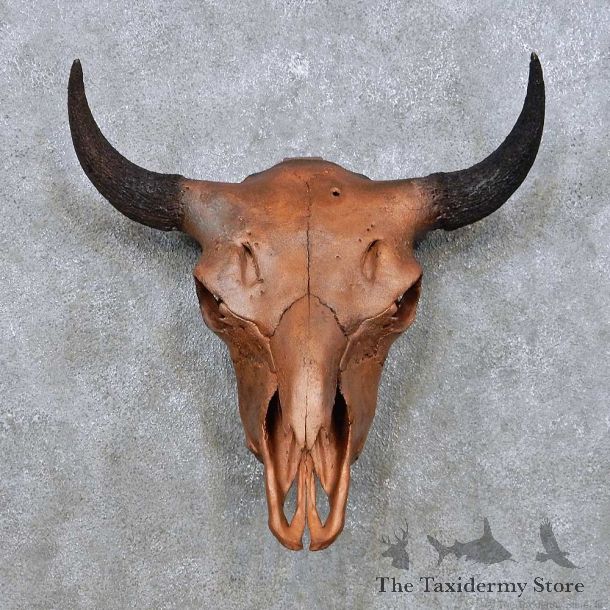 American Buffalo Bison Skull For Sale #14048 @ The Taxidermy Store