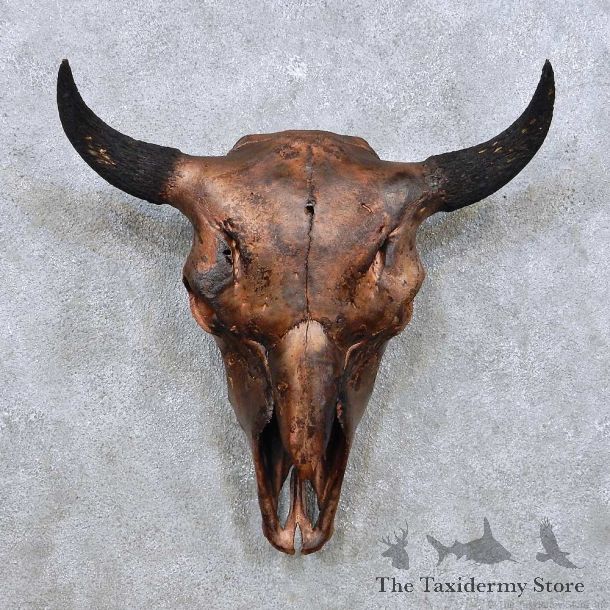 American Buffalo Bison Skull For Sale #14049 @ The Taxidermy Store