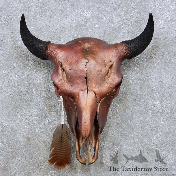 American Buffalo Bison Skull For Sale #14050 @ The Taxidermy Store