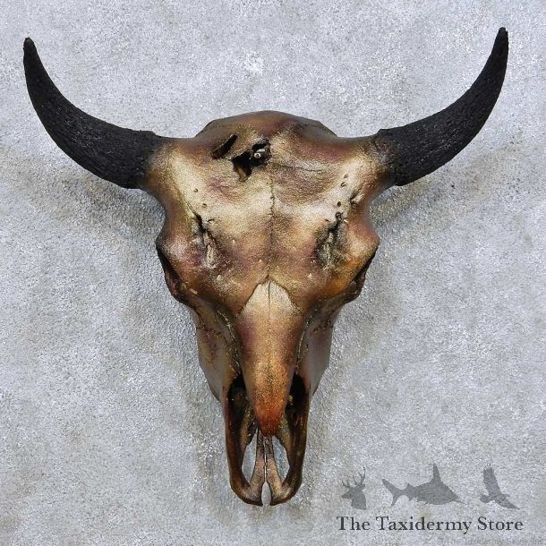 American Buffalo Bison Skull For Sale #14051 @ The Taxidermy Store