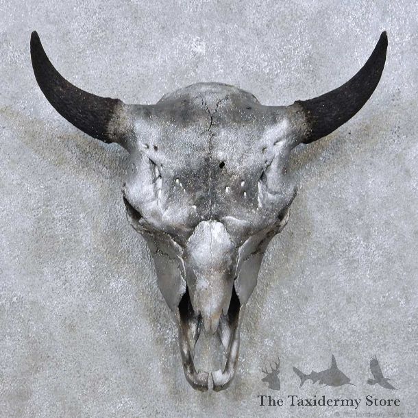 American Buffalo Bison Skull For Sale #14052 @ The Taxidermy Store