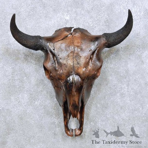 American Buffalo Bison Skull For Sale #14053 @ The Taxidermy Store