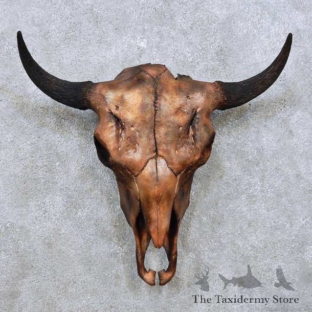 American Buffalo Bison Skull For Sale #14055 @ The Taxidermy Store